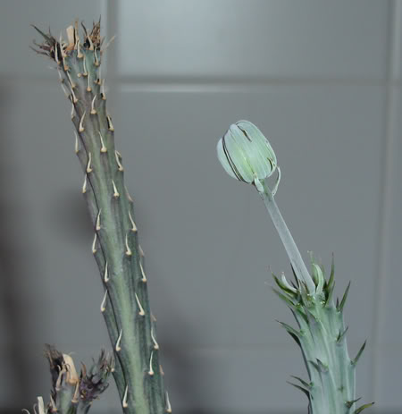 seneciorowleyanus06_2008.jpg