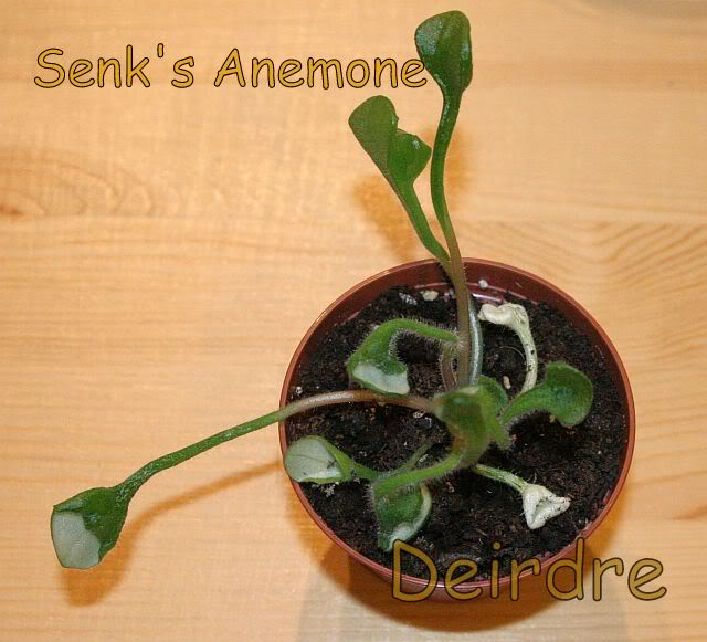 SenksAnemone04.jpg