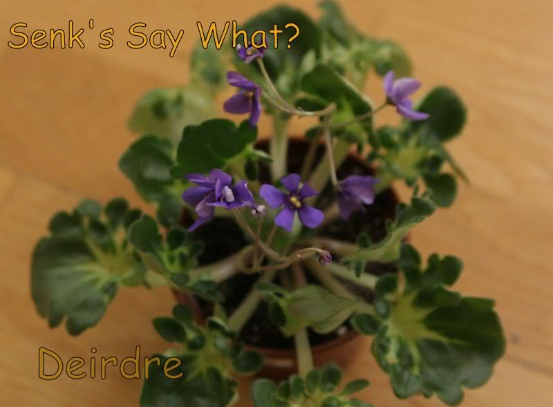 SenksSayWhat07.jpg