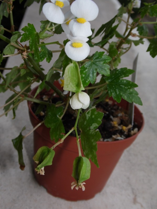 sepherdii26102012.jpg