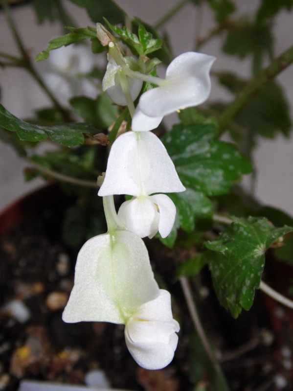 sepherdii26102012_3.jpg