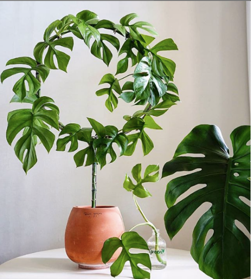 seplants-easy-houseplants-houseplant-care-guide-Rhaphidophora-tetrasperma-care-unique-houseplant.png