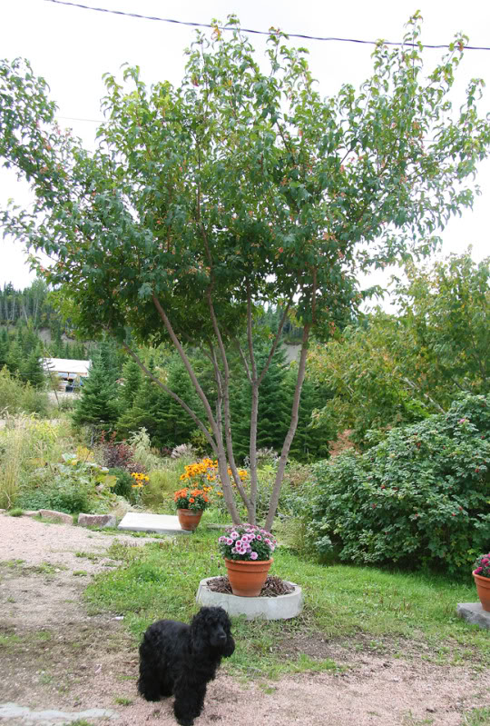 Septembre151200-2010021.jpg
