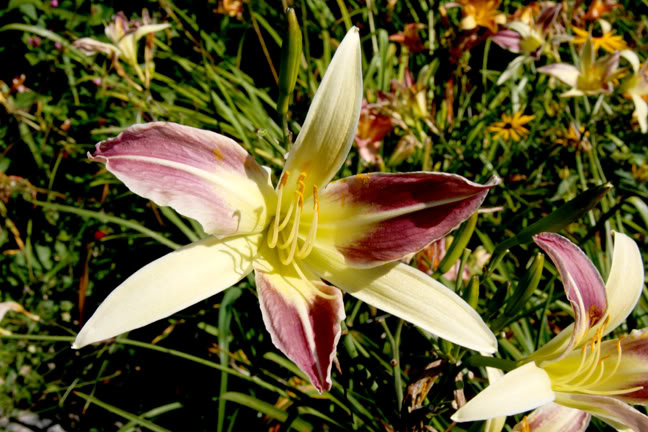 Septembre182009003.jpg