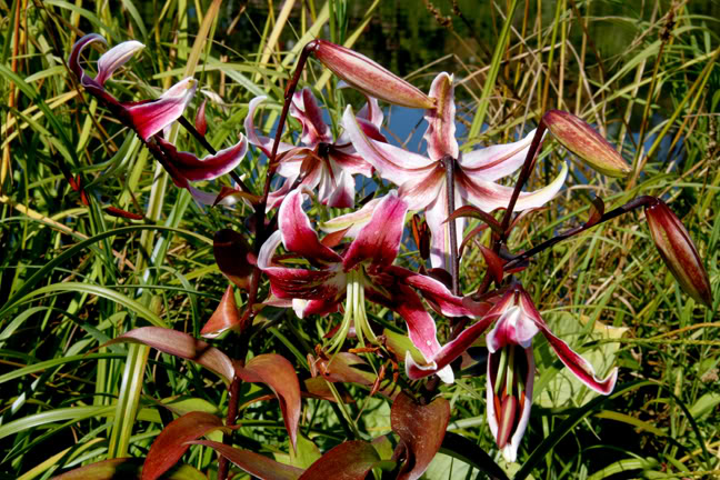 Septembre182009025.jpg