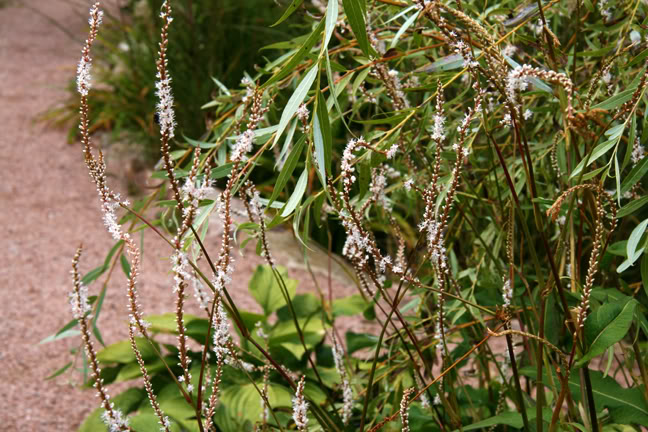 Septembre21800-2010024.jpg