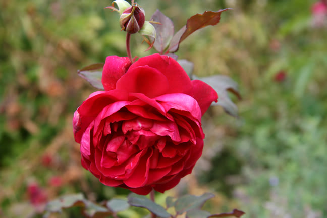 Septembre21800-2010031.jpg