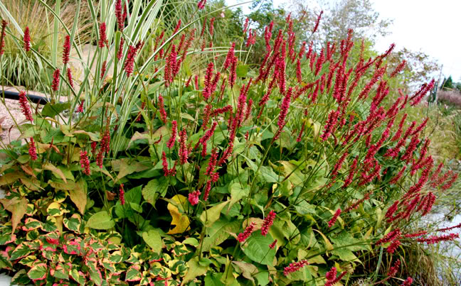 Septembre21800-2010034.jpg