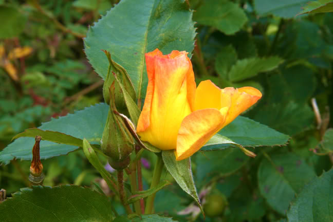 Septembre21800-2010038.jpg