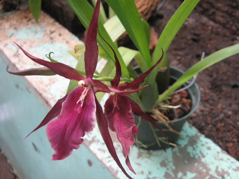 septiembre08030.jpg