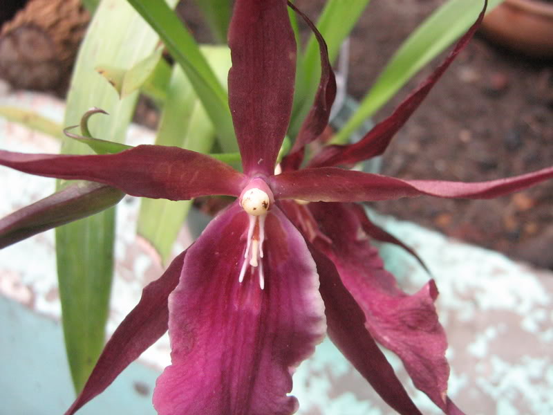 septiembre08032.jpg