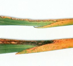 septoria-gladioli-01.jpg