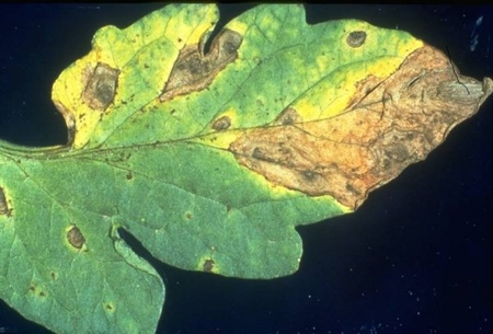 septoria-lycopersici-04.jpg