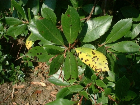 septoria-spp.01.jpg