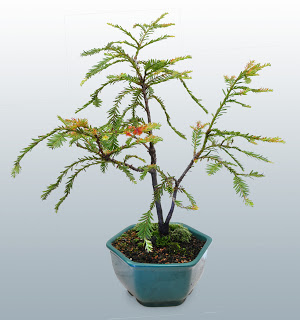 Sequoia+sempervirens+low.jpg