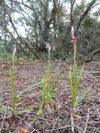 serapias-strictiflora-1.JPG
