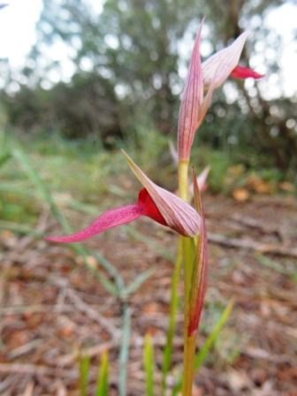 serapias-strictiflora-2.JPG