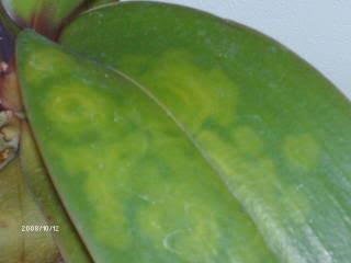 seravirus-1.jpg