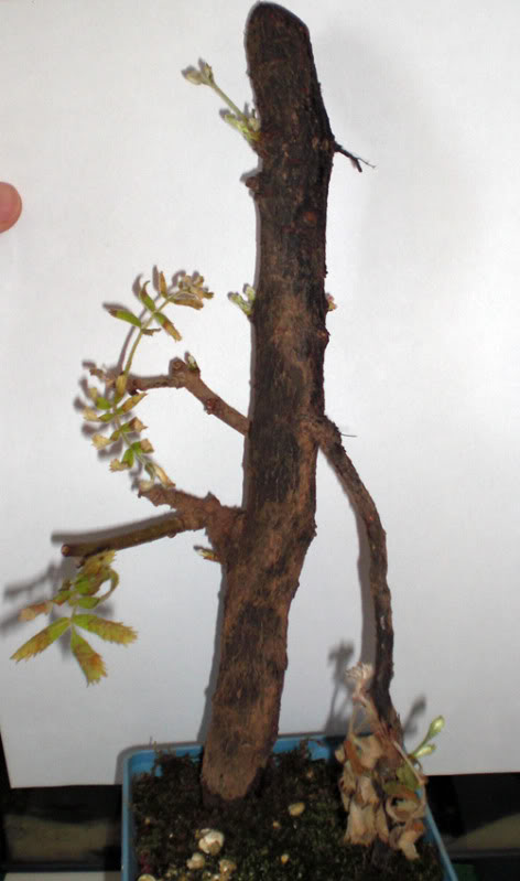 serbal22052010_01.jpg