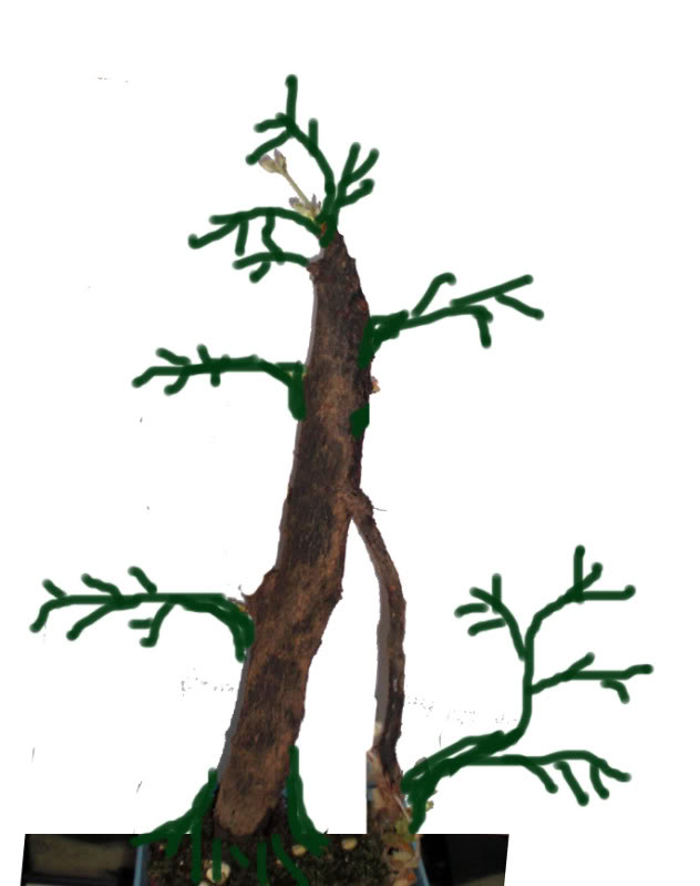 serbal22052010_01proyecto.jpg