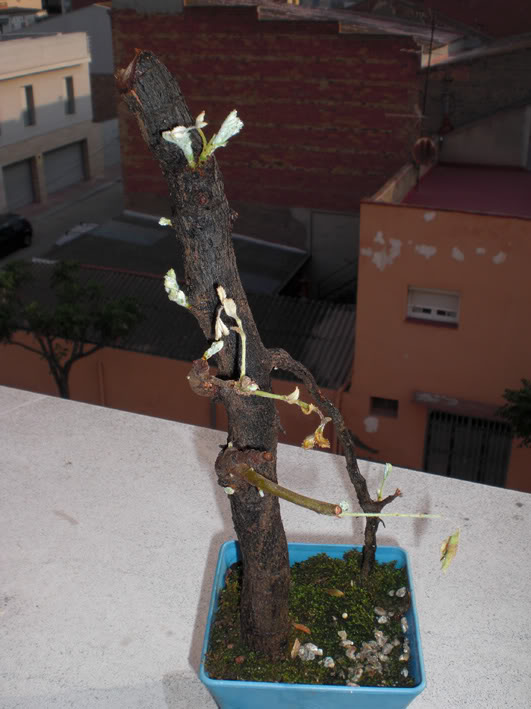 serbal27052010_03.jpg