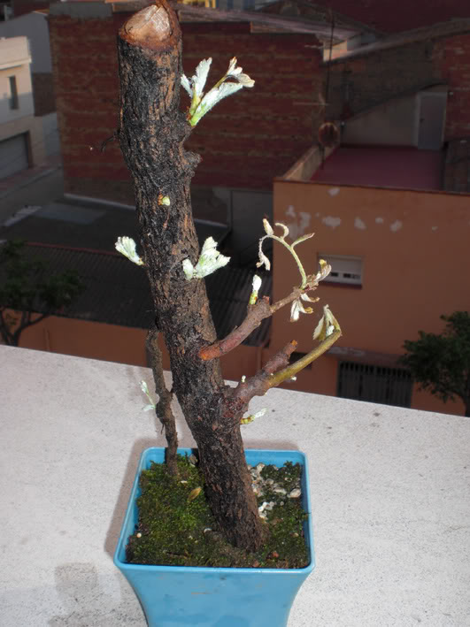 serbal27052010_04.jpg