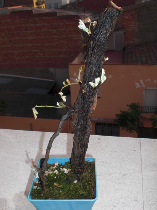 serbal27052010_05.jpg