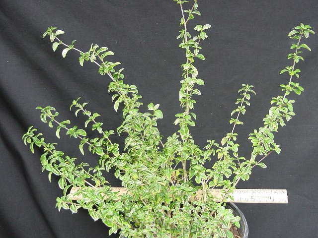 Serissa%20foetida.jpg