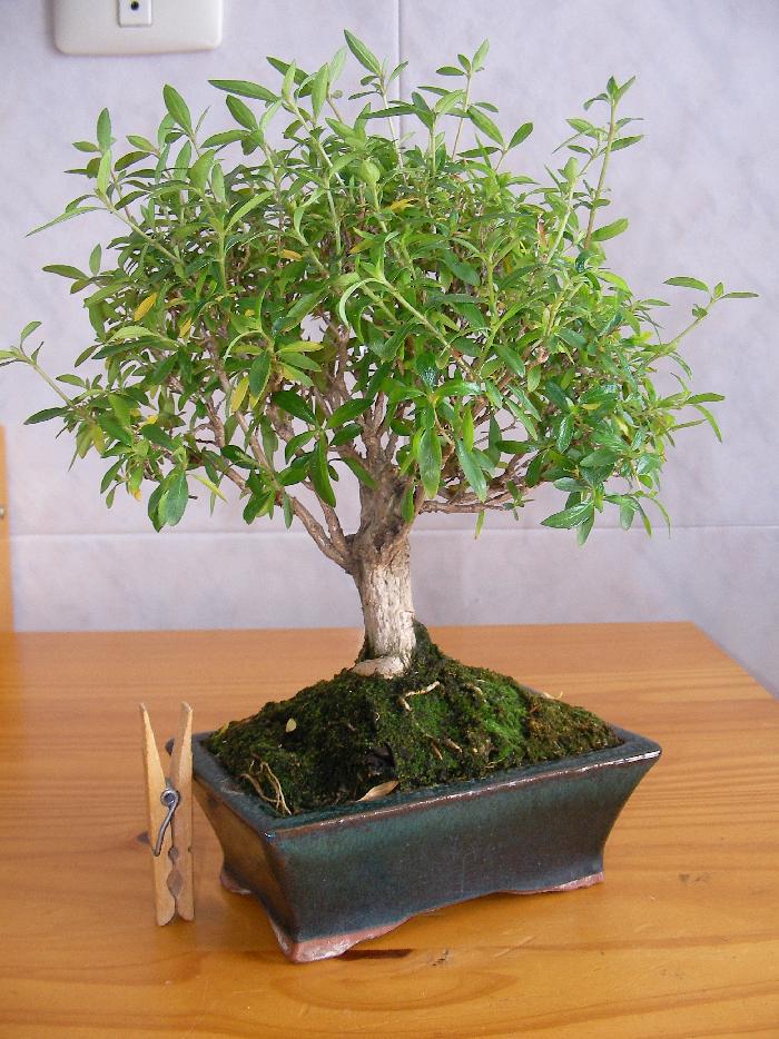Serissa 3-5-2007.JPG