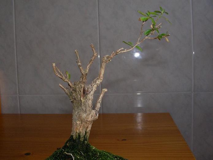 serissa podada 2-8-07.JPG