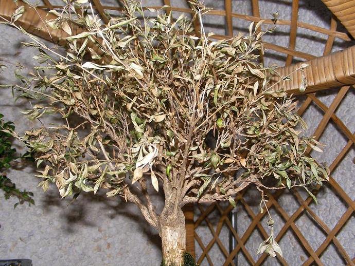 serissa seca 2-8-07.JPG