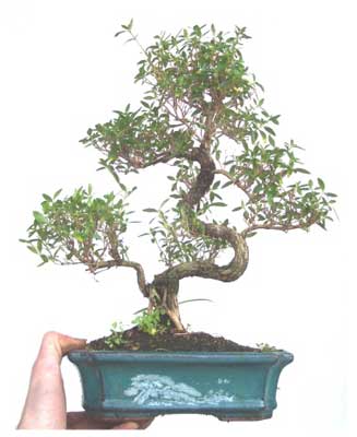 serissa-serisa-bonsai.jpg