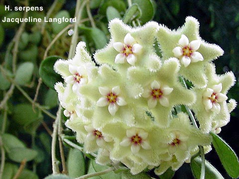 serpens_flower.jpg
