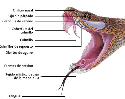 serpiente.gif