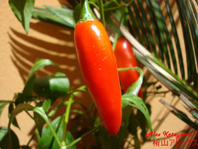 serrano%20%5B640x480%5D.JPG