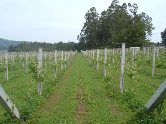 Servicampo_Emparrado_Finca.jpg