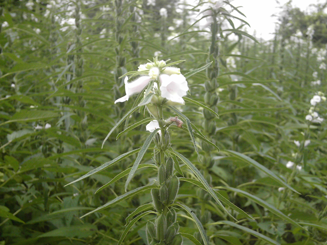 Sesame+plant+flower.JPG