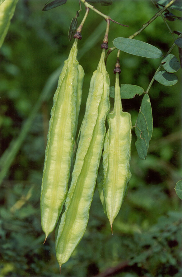 Sesbania_punicea_2,_Tallahassee,_20030608.jpg
