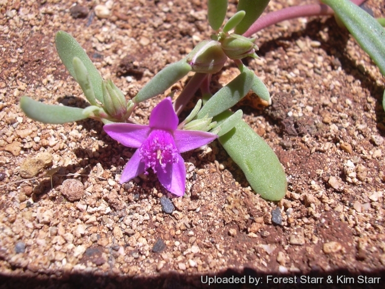 Sesuvium_verrucosum_21025_l.jpg