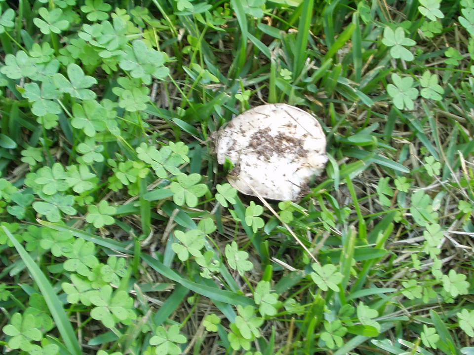 Seta%20blanca.jpg