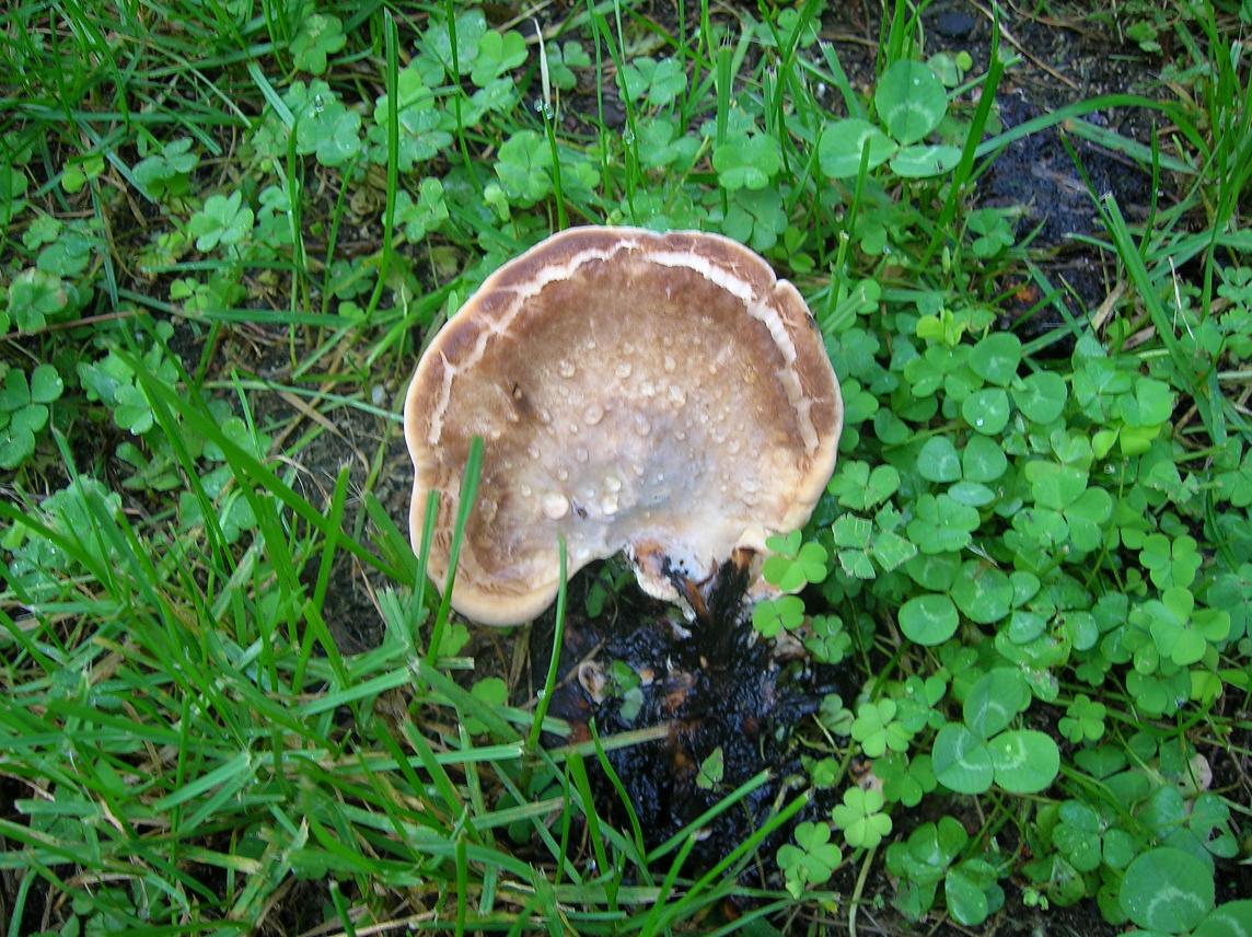 seta%20en%20mi%20jardin.JPG