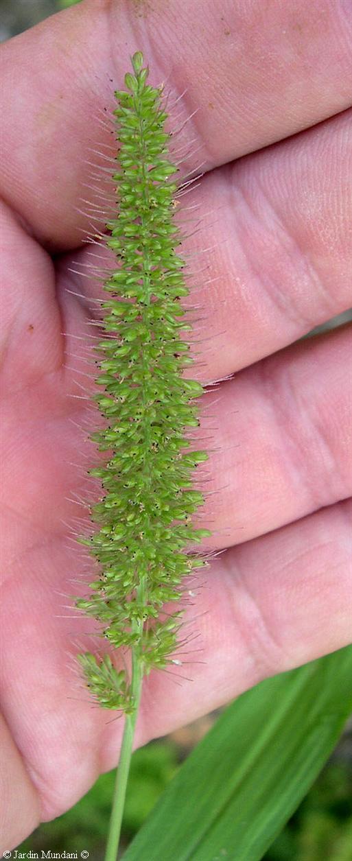 setaria1.jpg