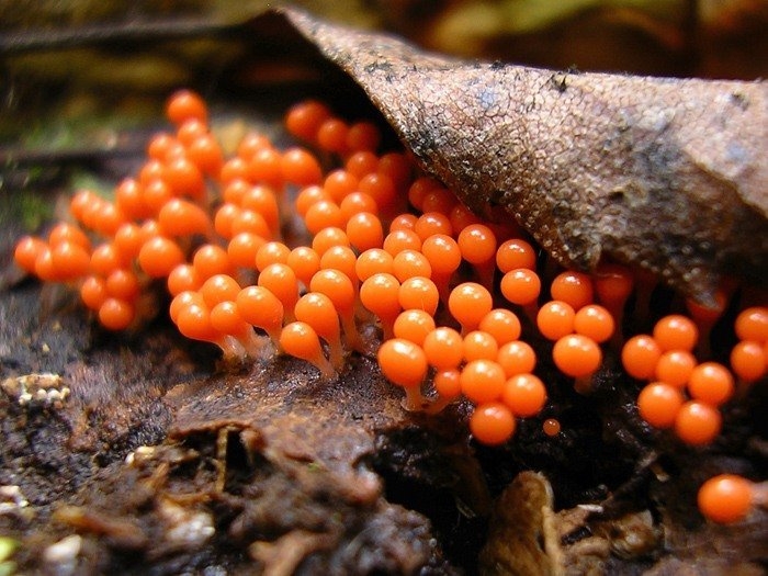setas_alucinogenas_17.jpg