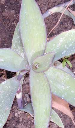 Setcresea_pallida2.jpg