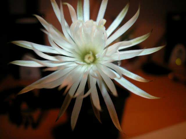 Setiechinopsis%20miriabilis2.jpg
