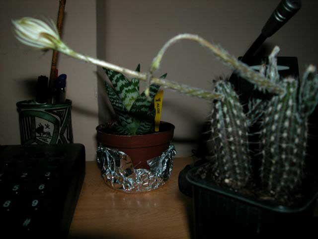 Setiechinopsis%20miriabilis3.jpg