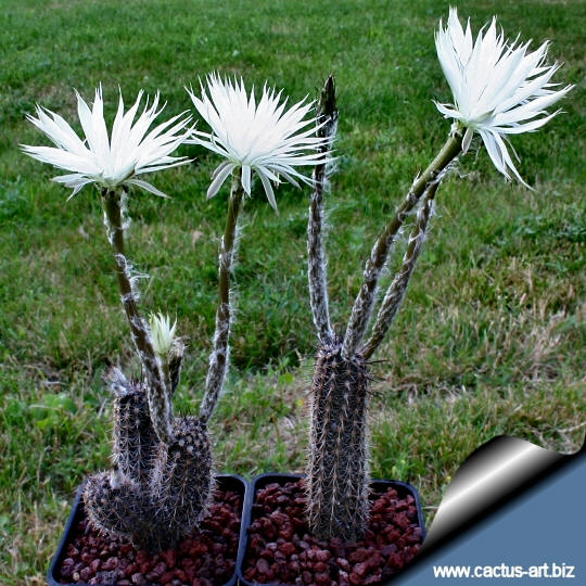 Setiechinopsis_mirabilis_540.jpg