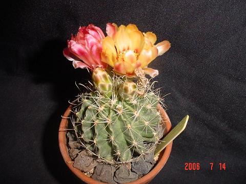 setispinus2flormas_reducida.JPG