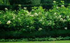 seto-libre-hortensias.jpg
