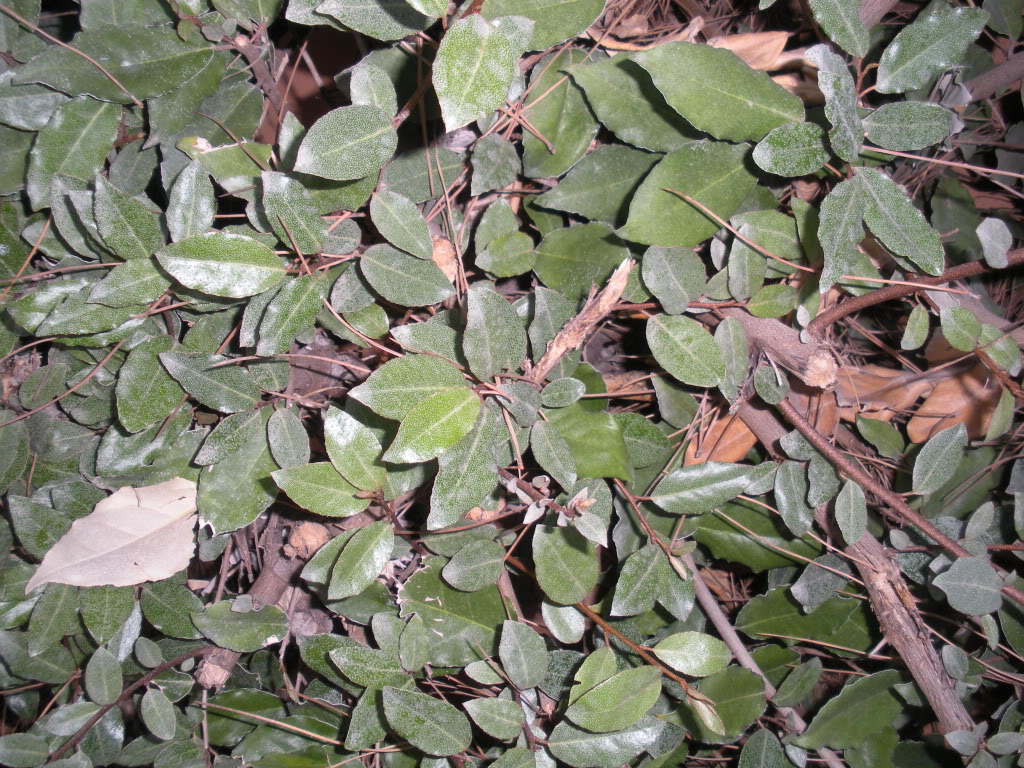 setorarocachito2.jpg